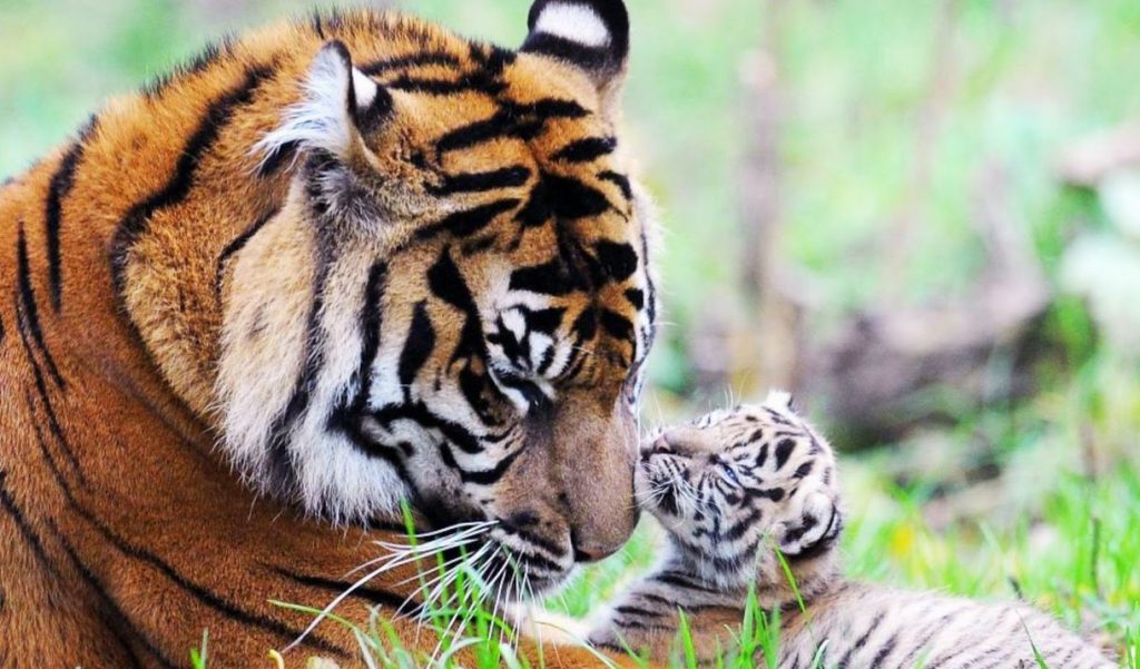 Ilustrasi Harimau