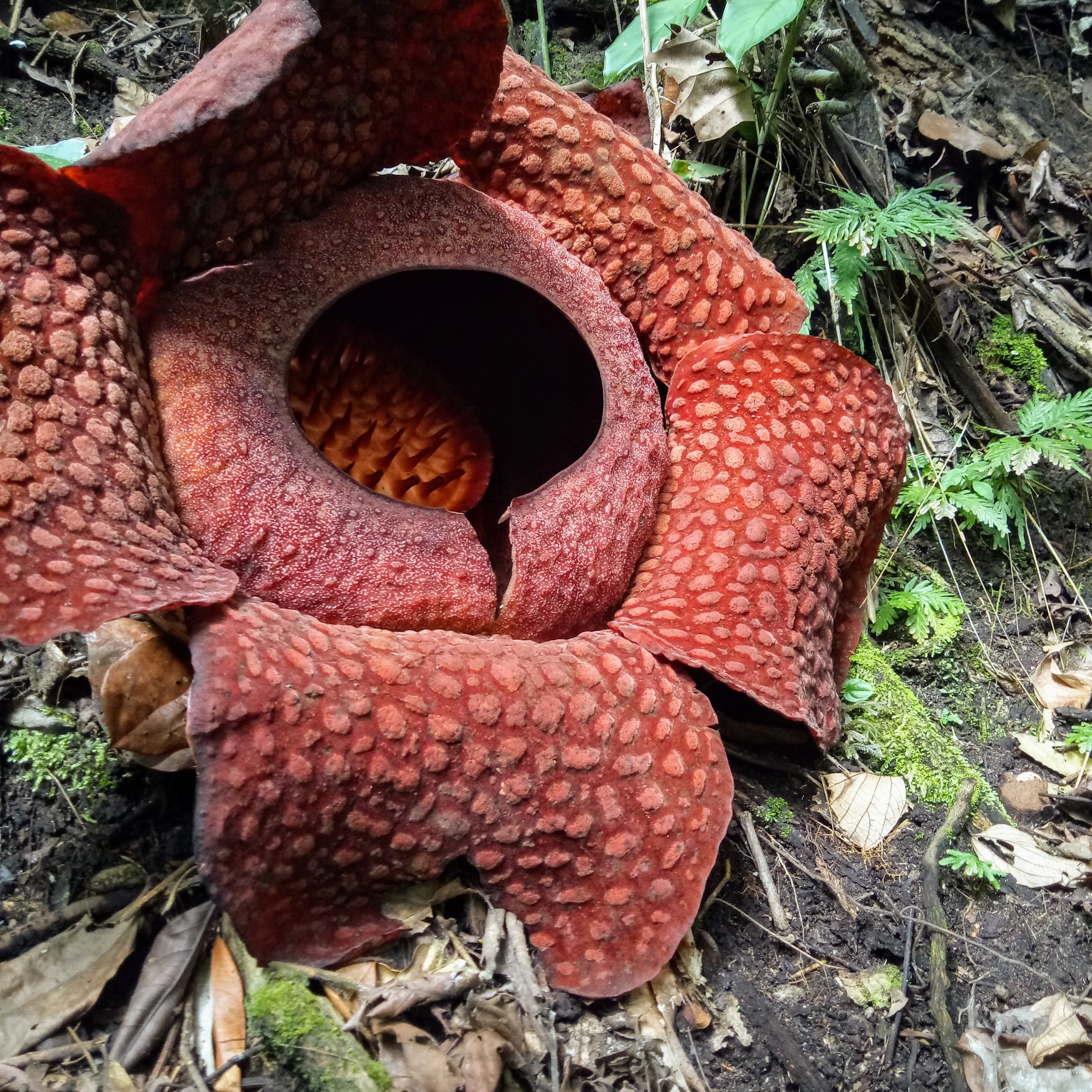 Rafflesia Arnoldii ke 9 Mekar di Palupuah, Lokasi di Bukit Nak Dingin -  Kata Sumbar