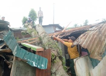 Petugas BPBD Padang memotong pohon yang tumbang menimpa rumah warga (Istimewa)