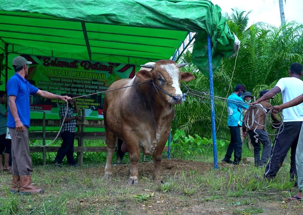 Ilustrasi sapi kurban dari Presiden Jokowi