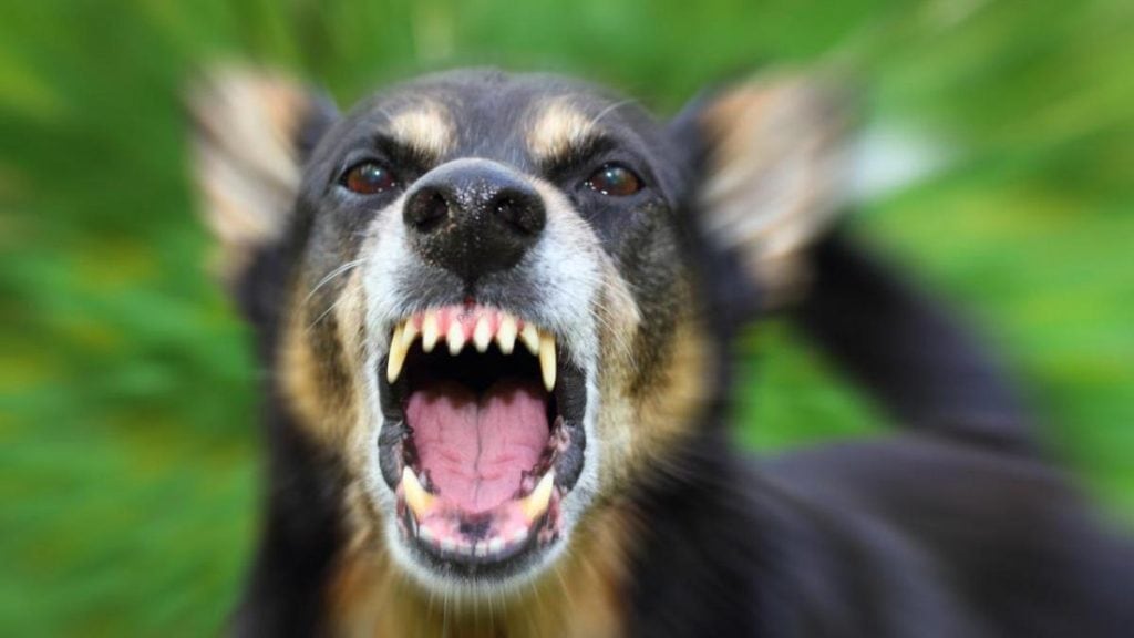 Ilustrasi anjing gila