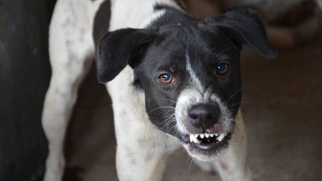 Ilustrasi anjing kena Rabies