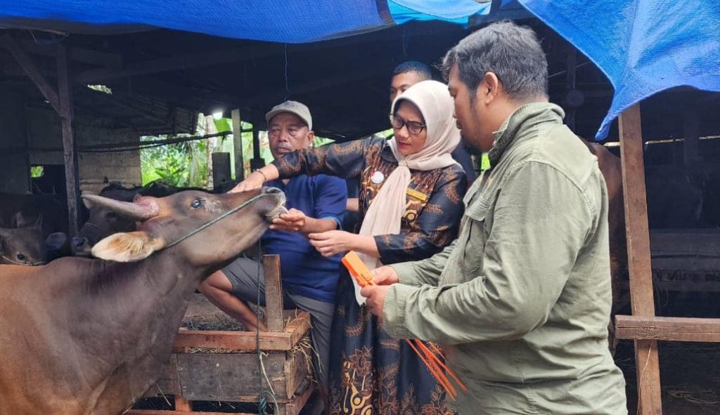 Pengecekan hewan kurban di Padang