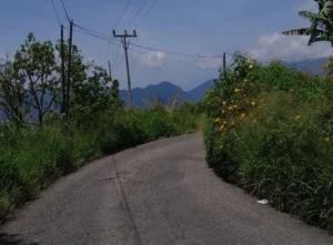 Semak-semak yang tumbuh ke jalan